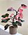 Philodendron Pink Princess - Imagem 7