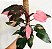 Philodendron Pink Princess - Imagem 5