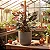 Philodendron Pink Princess - Imagem 1