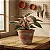 Philodendron Pink Princess - Imagem 3