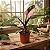 Philodendron Pink Princess - Imagem 2