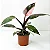 Philodendron Pink Princess - Imagem 4