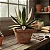 Agave Americana 'Marginata' - Imagem 3