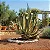 Agave Americana 'Marginata' - Imagem 2