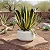 Agave Americana 'Marginata' - Imagem 1