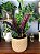 Maranta Cascavel - Calathea Insignis - Imagem 2