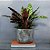 Maranta Cascavel - Calathea Insignis - Imagem 3