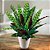 Maranta Cascavel - Calathea Insignis - Imagem 1