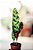 Maranta Cascavel - Calathea Insignis - Imagem 4