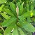 Euphorbia Umbellata /Leiteira Africana (SUPER PROMOÇÃO) - Imagem 2