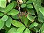 Euphorbia Umbellata /Leiteira Africana (SUPER PROMOÇÃO) - Imagem 3