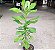 Euphorbia Umbellata /Leiteira Africana (SUPER PROMOÇÃO) - Imagem 5
