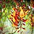 Sapatinho de Judia - Thunbergia mysorensis - Imagem 7