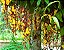 Sapatinho de Judia - Thunbergia mysorensis - Imagem 5