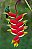 Bananeira do Brejo - Helicônia Rostrata - Imagem 3