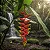 Bananeira do Brejo - Helicônia Rostrata - Imagem 3