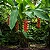 Bananeira do Brejo - Helicônia Rostrata - Imagem 6