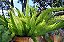 Aspargo Real / Asparagus Densiflorus  Aspargo Rabo de Raposa - Imagem 4