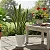 Espada de Santa Barbara - Sansevieria Trifasciata - Imagem 4