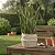 Espada de Santa Barbara - Sansevieria Trifasciata - Imagem 5