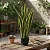 Espada de Santa Barbara - Sansevieria Trifasciata - Imagem 1