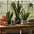 Espada de Santa Barbara - Sansevieria Trifasciata - Imagem 2