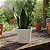 Espada de Santa Barbara - Sansevieria Trifasciata - Imagem 3