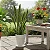 Espada de Santa Barbara - Sansevieria Trifasciata - Imagem 5