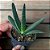 Gasteria Carinata (planta menor) - Imagem 1