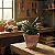 Gasteria Carinata (planta menor) - Imagem 2