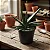 Gasteria Carinata (planta menor) - Imagem 3