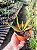 Gasteria Carinata (planta menor) - Imagem 5
