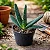 Gasteria Carinata (planta menor) - Imagem 1