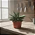 Gasteria Carinata (planta menor) - Imagem 4