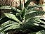 Gasteria Carinata (planta menor) - Imagem 2