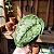 Jibóia Prateada Gigante - Scindapsus pictus Argyraeus Gigante - Imagem 3