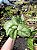 Jibóia Prateada Gigante - Scindapsus pictus Argyraeus Gigante - Imagem 1