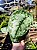 Jibóia Prateada Gigante - Scindapsus pictus Argyraeus Gigante - Imagem 4