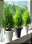 Tuia Holandesa ou Limão - Cupressus Macrocarpa - 'Mini pinheiro de Natal' - Imagem 3