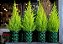 Tuia Holandesa ou Limão - Cupressus Macrocarpa - 'Mini pinheiro de Natal' - Imagem 4