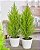 Tuia Holandesa ou Limão - Cupressus Macrocarpa - 'Mini pinheiro de Natal' - Imagem 5