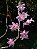 Dendrobium Aduncum (Planta jovem) - Imagem 2