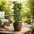 Ficus Lyrata - Imagem 4