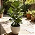 Ficus Lyrata - Imagem 3