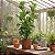 Ficus Lyrata - Imagem 2