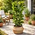 Ficus Lyrata - Imagem 1