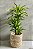 Bambu-da-Sorte Variegata - Dracaena Sanderiana - Imagem 1