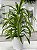 Bambu-da-Sorte Variegata - Dracaena Sanderiana - Imagem 2