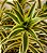 Bambu-da-Sorte Variegata - Dracaena Sanderiana - Imagem 6