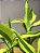 Bambu-da-Sorte Variegata - Dracaena Sanderiana - Imagem 4